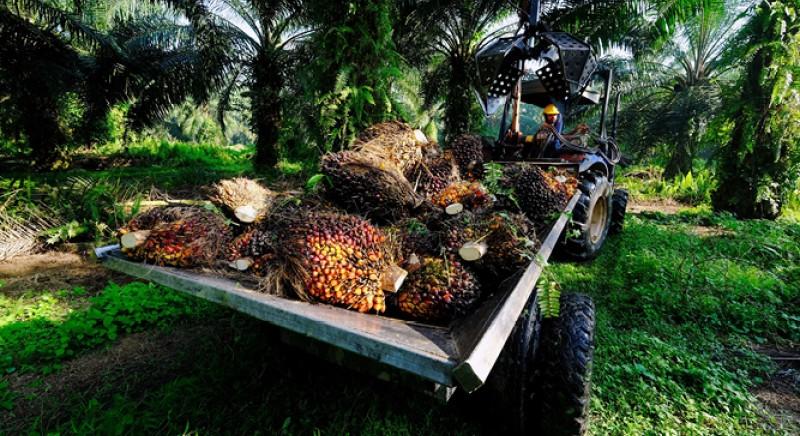 First Resources acquires Riau plantation assets for IDR1.9 tril