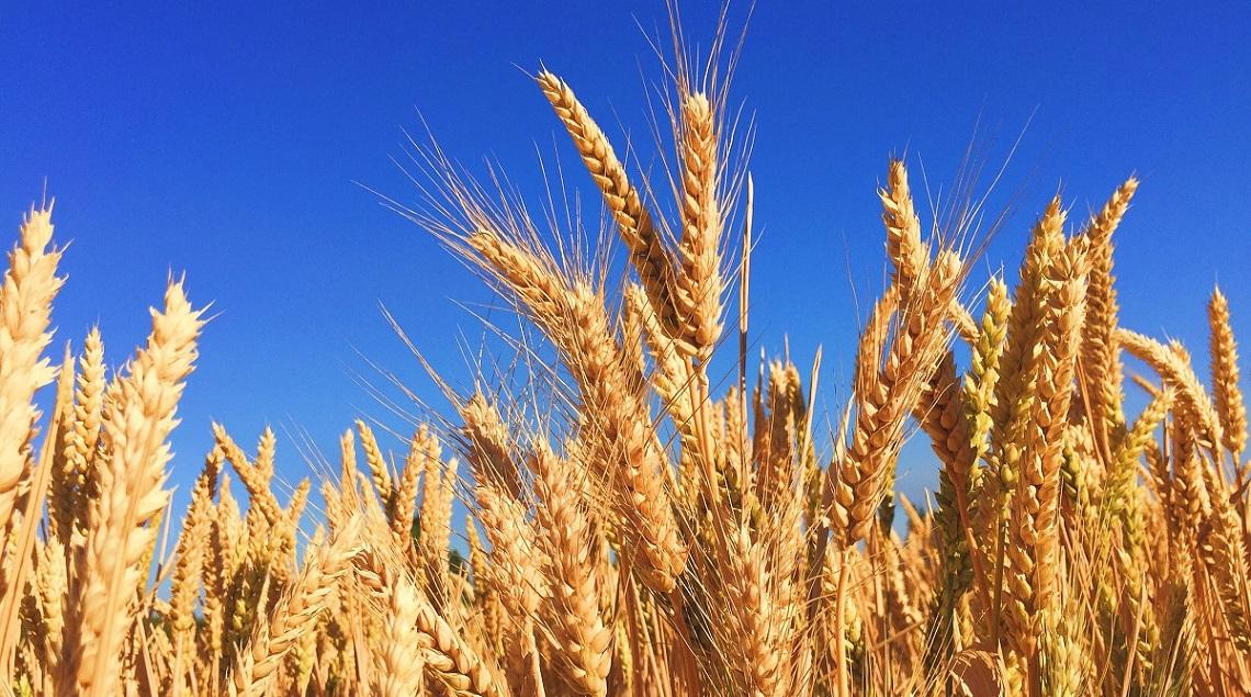 Ukraine grain talks with Russia take step forward